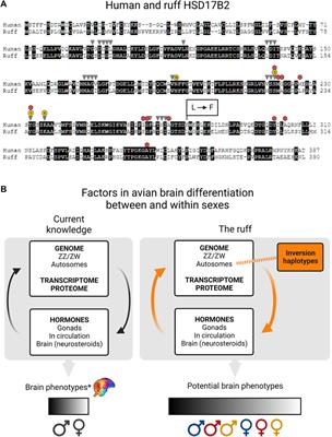 How inversion variants can shape neural circuitry: Insights from the three-morph mating tactics of ruffs